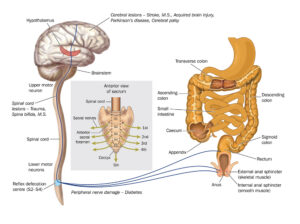central nervous system control of the digestive system